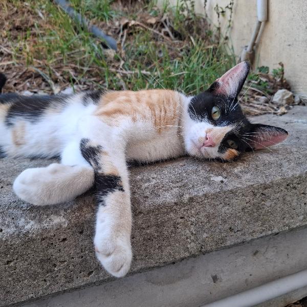 Mascherina, gattina calicò 1 anno e mezzo – dolcissima e coccolona Foto 4